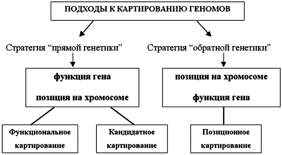 Картирование хромосом - student2.ru