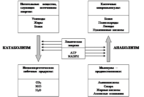 Катаболические, анаболические, амфиболические пути - student2.ru