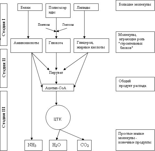 Катаболические, анаболические, амфиболические пути - student2.ru