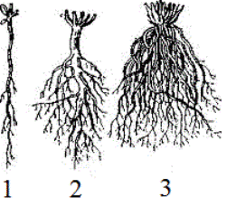 Характеристика деревьев сосны с диаметром ствола 7 см в сосновых лесах - student2.ru