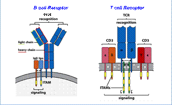 Характеристика Toll-подобных рецепторов (TLRs) - student2.ru