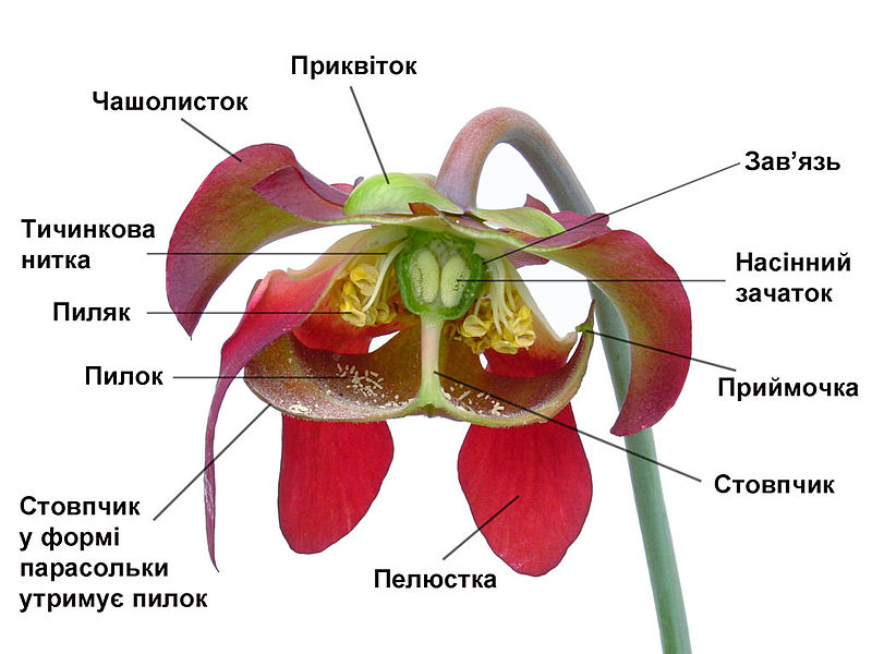 Характеристика умовних і безумовних рефлексів. Методи вивчення вищої нервової діяльності - student2.ru