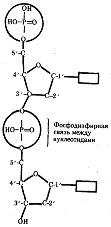 Химическая организация гена - student2.ru