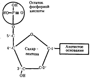 Химическая организация гена - student2.ru