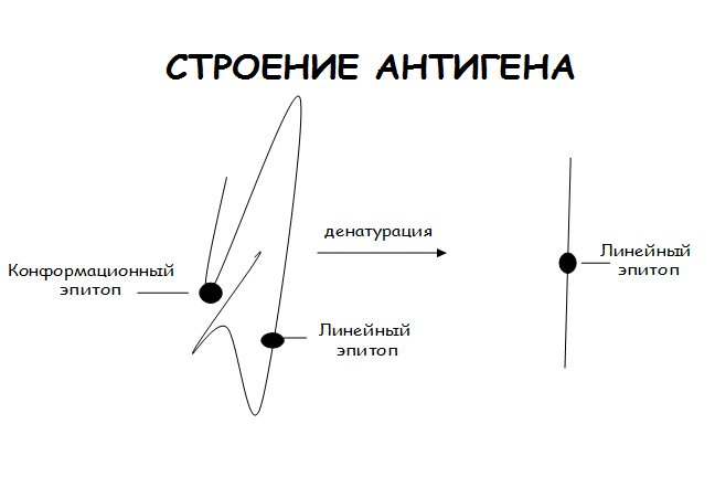 Химическая природа антигенов - student2.ru