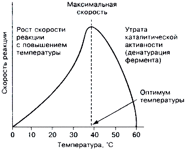 кинетика ферментативных реакций - student2.ru