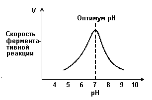 кинетика ферментативных реакций - student2.ru