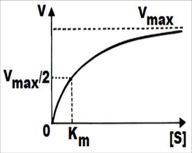 кинетика ферментативных реакций - student2.ru