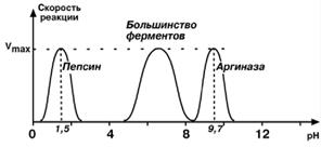 Кинетика ферментативных реакций - student2.ru