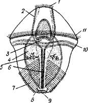 Кишка, 7—половая же­леза, 8 — анальный мешок, 9 — анальное отверстие - student2.ru