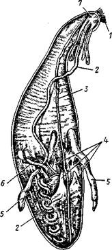 Кишка, 7—половая же­леза, 8 — анальный мешок, 9 — анальное отверстие - student2.ru
