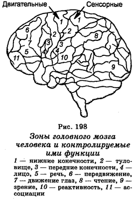 Кислородная способность различных дыхательных пигментов - student2.ru