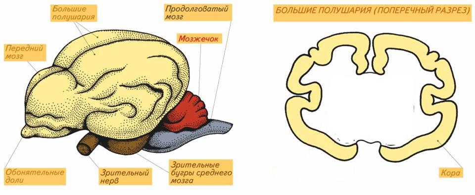 Класс Млекопитающие (Звери) - student2.ru