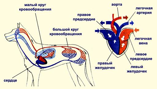 Класс Млекопитающие (Звери) - student2.ru