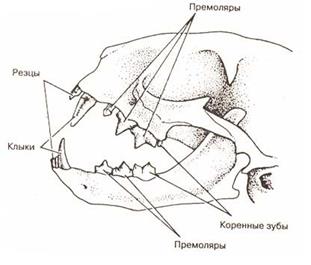 Класс Млекопитающие (Звери) - student2.ru