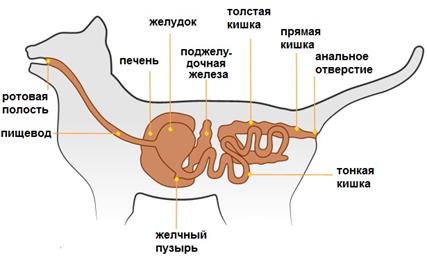 Класс Млекопитающие (Звери) - student2.ru