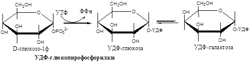 Классификация мышечных волокон - student2.ru