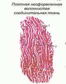 Классификация соединительной ткани - student2.ru