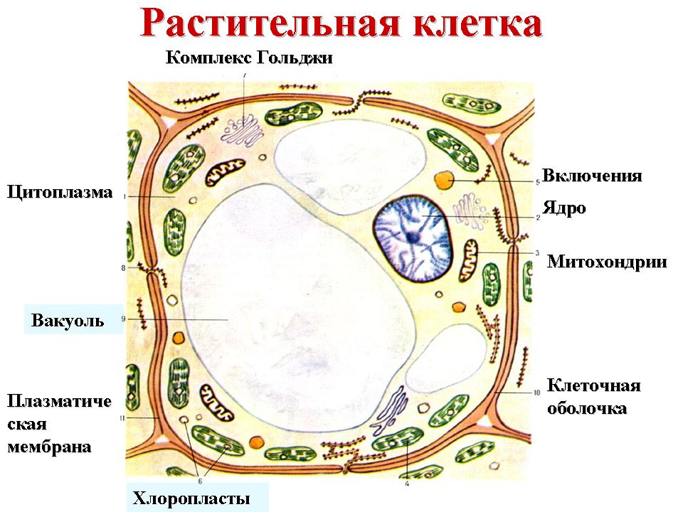 Клетка – единица строения, жизнедеятельности, роста и развития организмов. Многообразие клеток. Сравнительная характеристика клеток растений, животных, бактерий, грибов - student2.ru