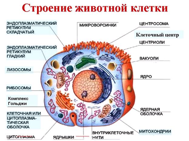 Клетка – единица строения, жизнедеятельности, роста и развития организмов. Многообразие клеток. Сравнительная характеристика клеток растений, животных, бактерий, грибов - student2.ru