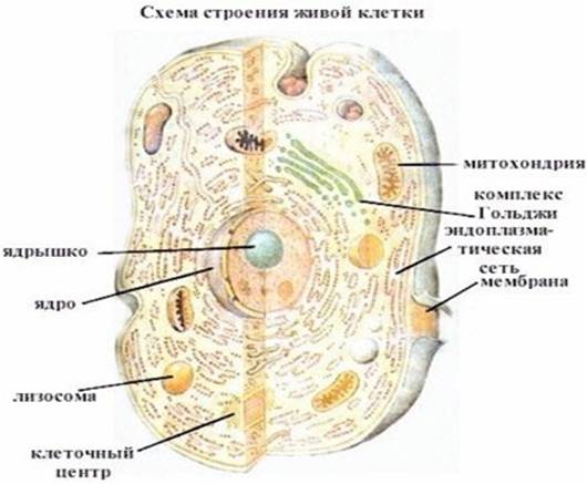 Клетка, ее строение и протекающие в ней процессы - student2.ru