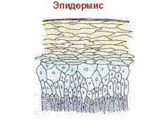 Клетки крови и иммунной систем - student2.ru