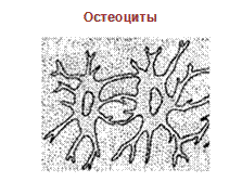 Клетки, специализирующиеся на секреции гормонов - student2.ru