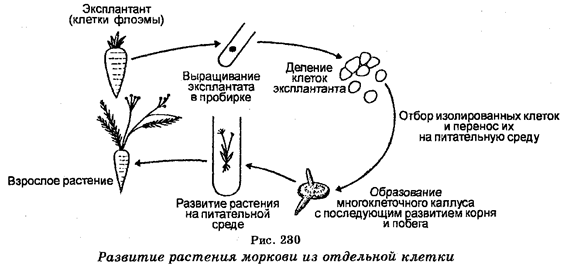 Клеточная инженерия у растений - student2.ru