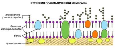 Клеточный уровень организации живого. - student2.ru