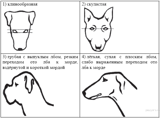 Ко­ли­че­ство по­гло­щен­но­го СO2 (в мкл/мин) при раз­ной кон­цен­тра­ции - student2.ru