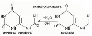 Коллоквиум по биохимии человека № 5 - student2.ru