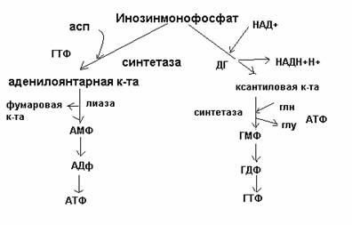 Коллоквиум по биохимии человека № 5 - student2.ru