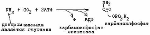 Коллоквиум по биохимии человека № 5 - student2.ru