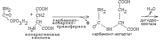 Коллоквиум по биохимии человека № 5 - student2.ru