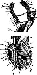 Комара (из Зеликмана): / — верхняя губа, 2 — мандибула. 3 — нижняя челюсть, 4 — гипофа­ринкс, 5—нижняя губа, 6 — «ижне-челюстной щупик, 7 — сяжки - student2.ru