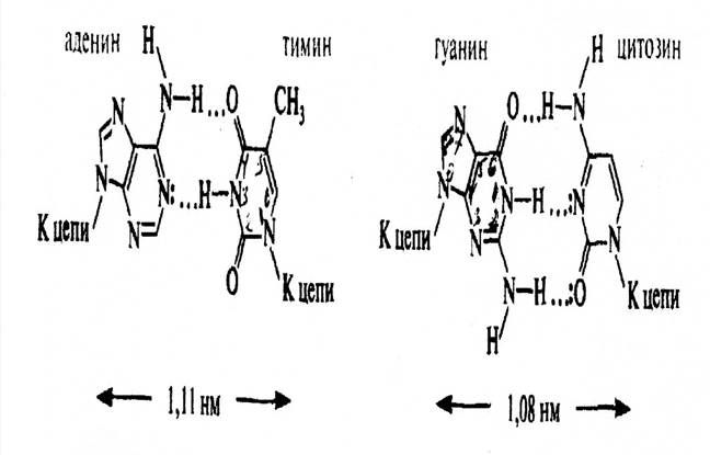 Комплементарность понуклеотидных цепей в двойной спирали ДНК - student2.ru