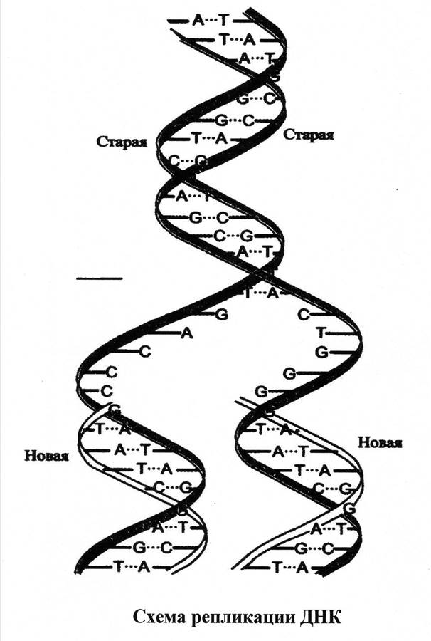 Комплементарность понуклеотидных цепей в двойной спирали ДНК - student2.ru