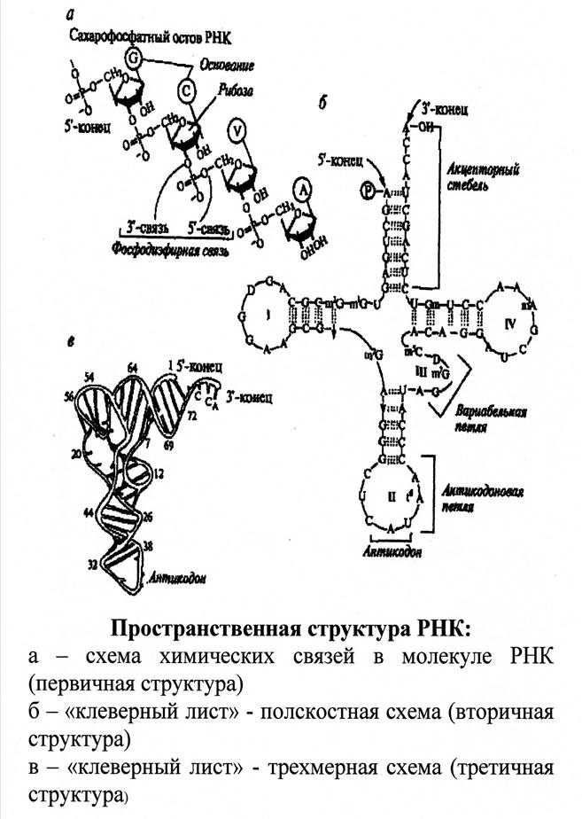 Комплементарность понуклеотидных цепей в двойной спирали ДНК - student2.ru