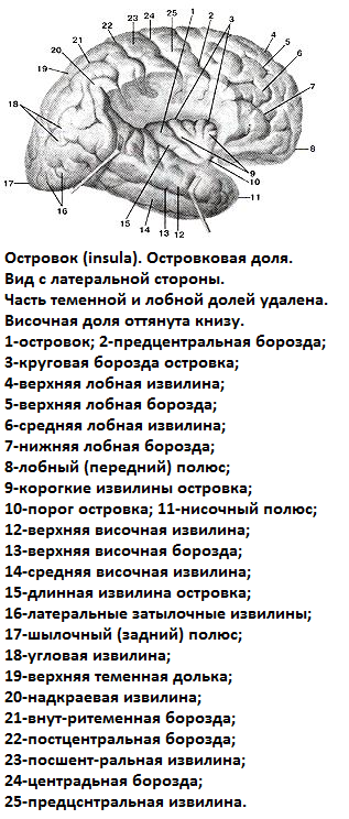 Конец промежуточного мозга. - student2.ru