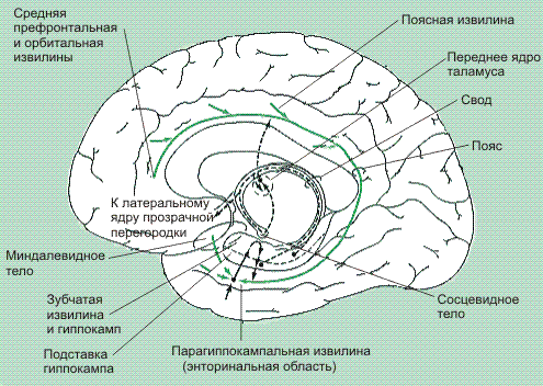 Конец промежуточного мозга. - student2.ru