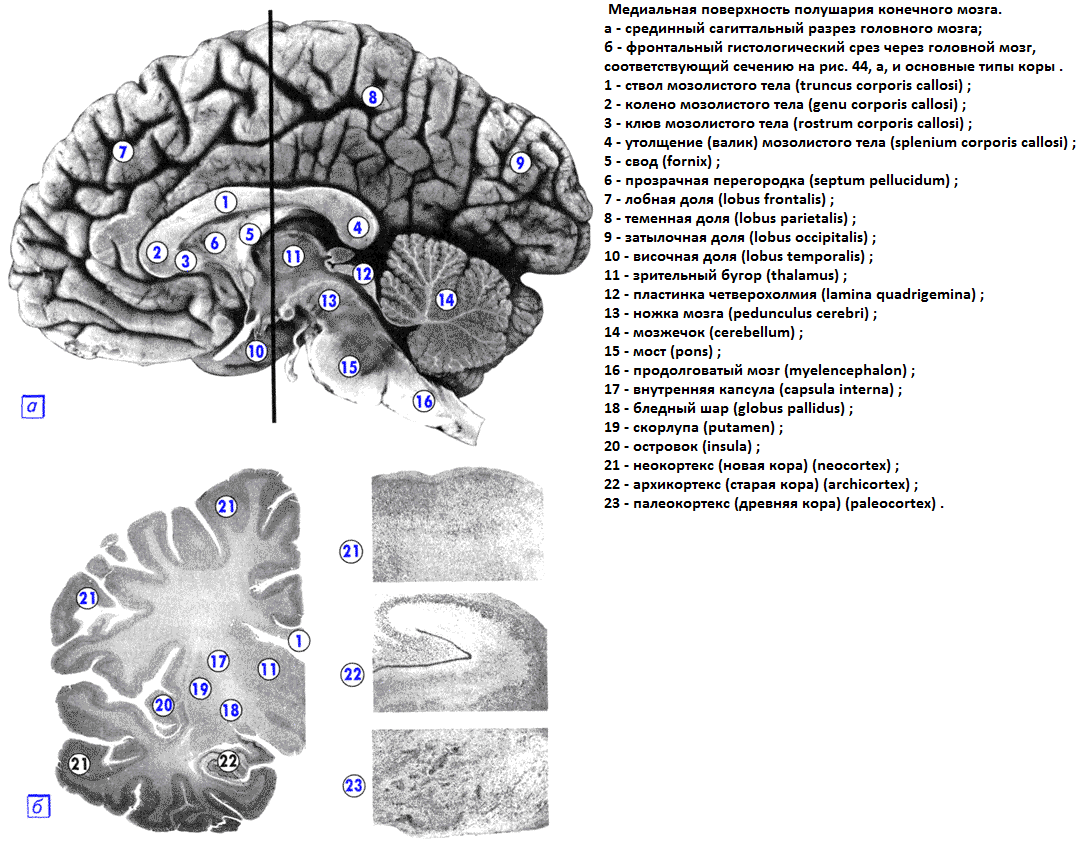 Конец промежуточного мозга. - student2.ru