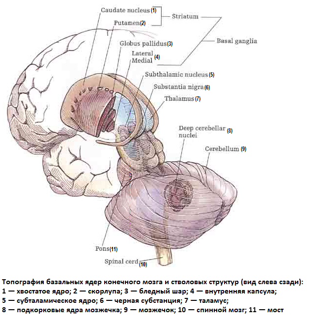 Конец промежуточного мозга. - student2.ru