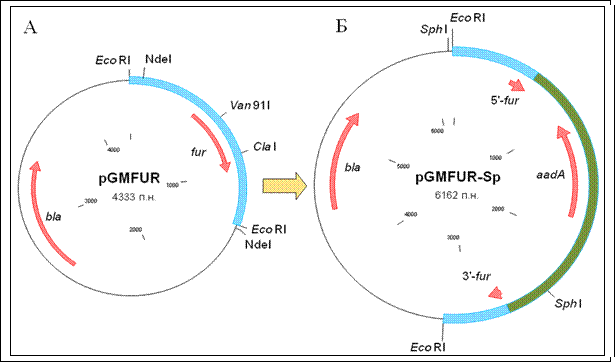 Конструирование мутантных штаммов Synechocystis 6803 с asRNA гена fur под контролем промотора petJ и искусственными терминаторами транскрипции - student2.ru