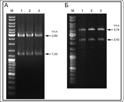 Конструирование мутантных штаммов Synechocystis 6803 с asRNA гена fur под контролем промотора petJ и искусственными терминаторами транскрипции - student2.ru