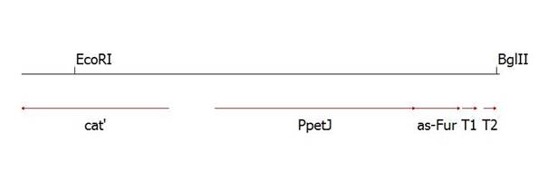 Конструирование мутантных штаммов Synechocystis 6803 с asRNA гена fur под контролем промотора petJ и искусственными терминаторами транскрипции - student2.ru