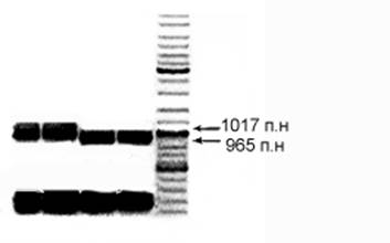 Конструирование мутантных штаммов Synechocystis 6803 с asRNA гена fur под контролем промотора petJ и искусственными терминаторами транскрипции - student2.ru