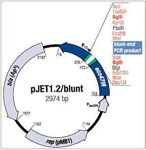 Конструирование мутантных штаммов Synechocystis 6803 с asRNA гена fur под контролем промотора petJ и искусственными терминаторами транскрипции - student2.ru