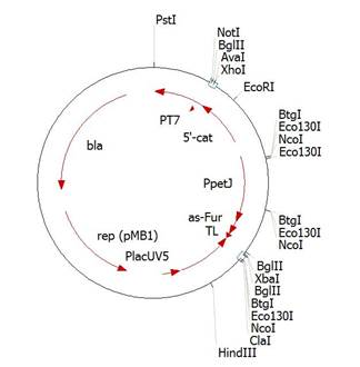 Конструирование мутантных штаммов Synechocystis 6803 с asRNA гена fur под контролем промотора petJ и искусственными терминаторами транскрипции - student2.ru