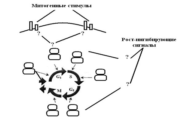 Консультация по теме: Молекулярно-генетические механизмы регуляции митотического цикла - student2.ru