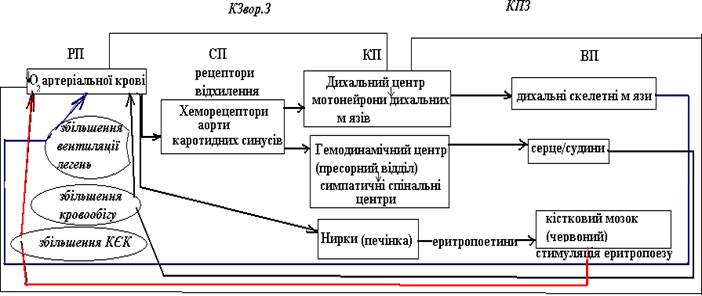 Контур для опису припинення будь якої довільної затримки дихання - student2.ru